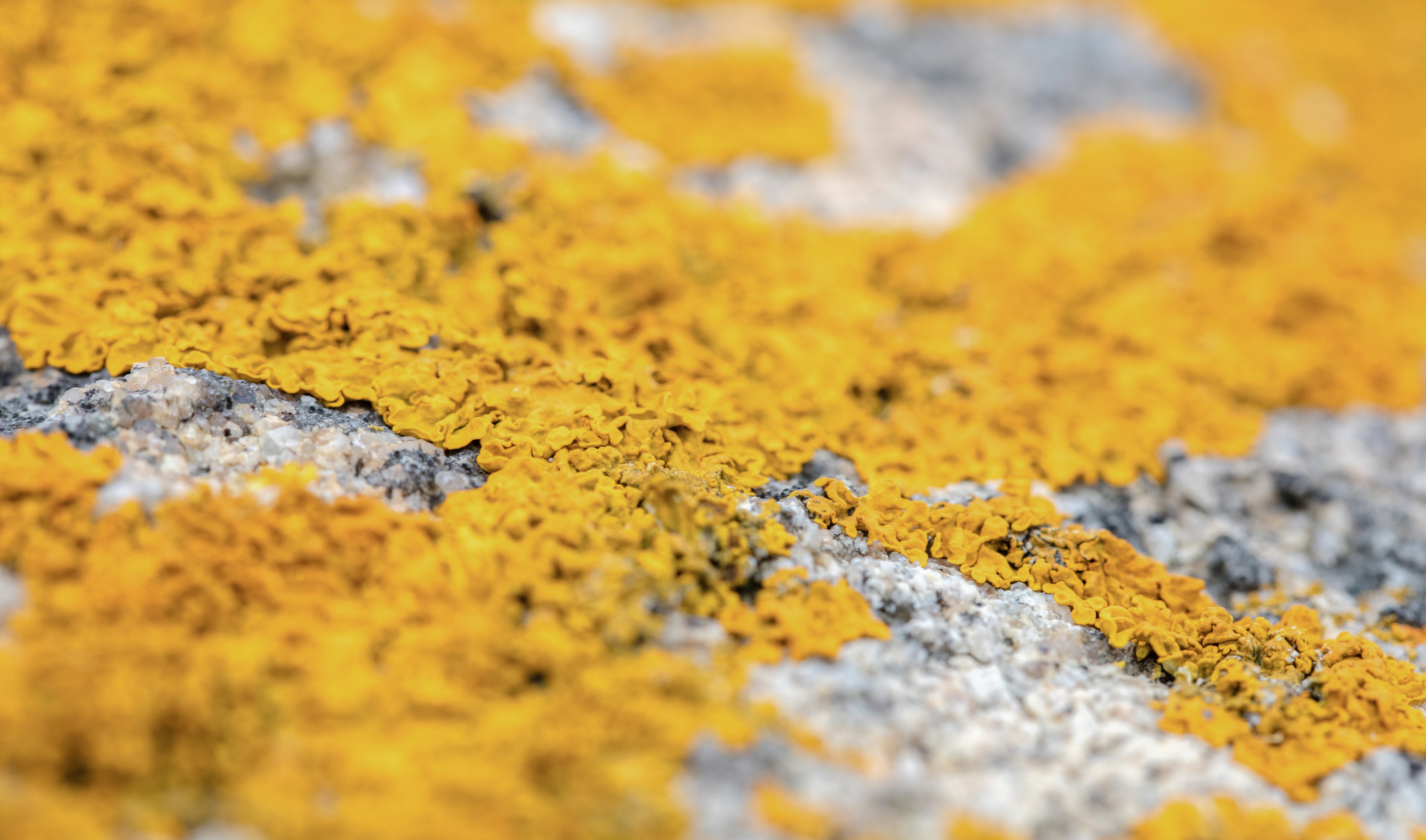 vegan vitamin d from lichen