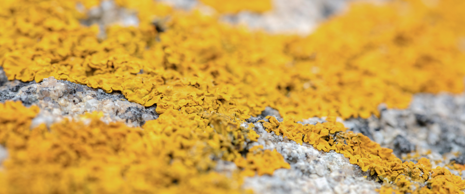 vegan vitamin d from lichen